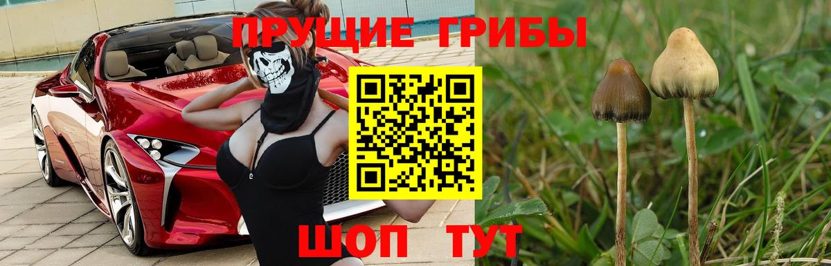 Псилоцибиновые грибы Psilocybine cubensis  Кандалакша 